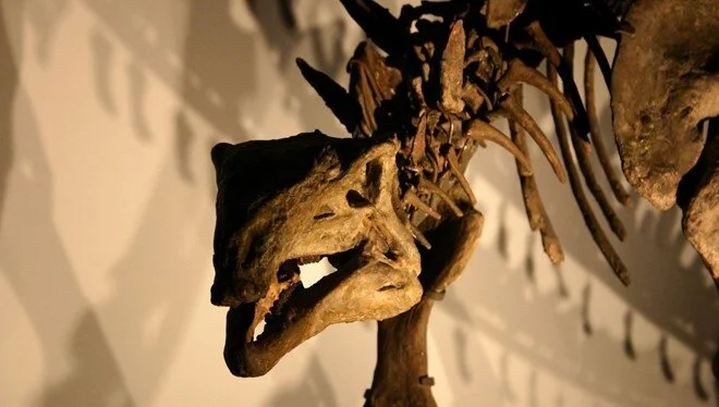 Dinozorlar Son Ana Kadar Hayattaydı: New Mexico’da Bilim Dünyasını Sarsan Keşif 2 Dünyayı Sarsan O Felaket