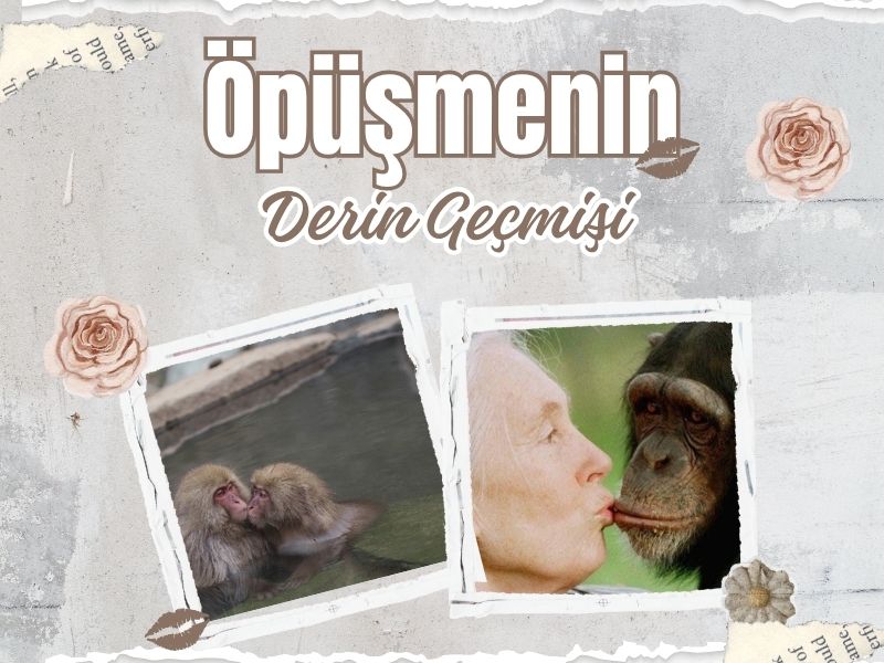 İlk Öpücüğün Evrimi : 21 Milyon Yıllık Bir Davranışın Hikâyesi 2 İlk Öpücüğün Evrimi : 21 Milyon Yıllık Bir Davranışın Hikâyesi 2