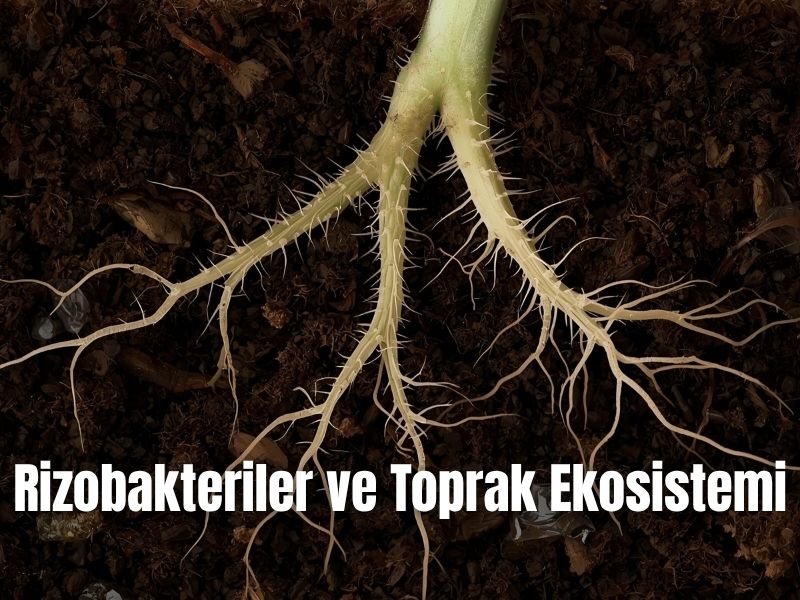 Rizobakteriler ve Toprak Ekosistemi