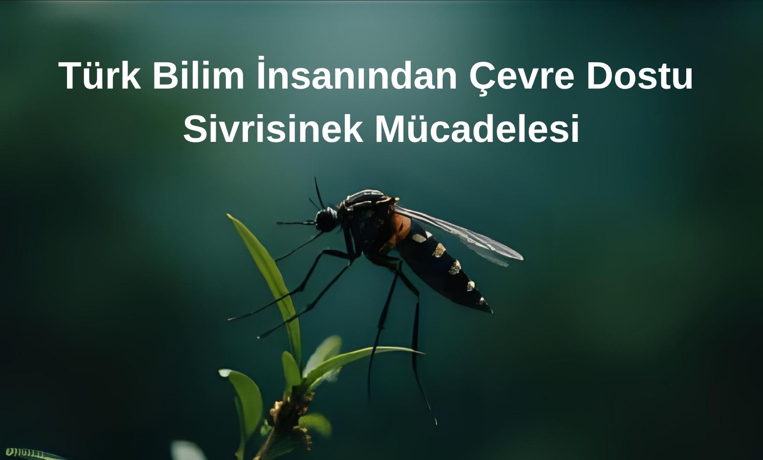 Türk Bilim İnsanından Çevre Dostu Sivrisinek Mücadelesi